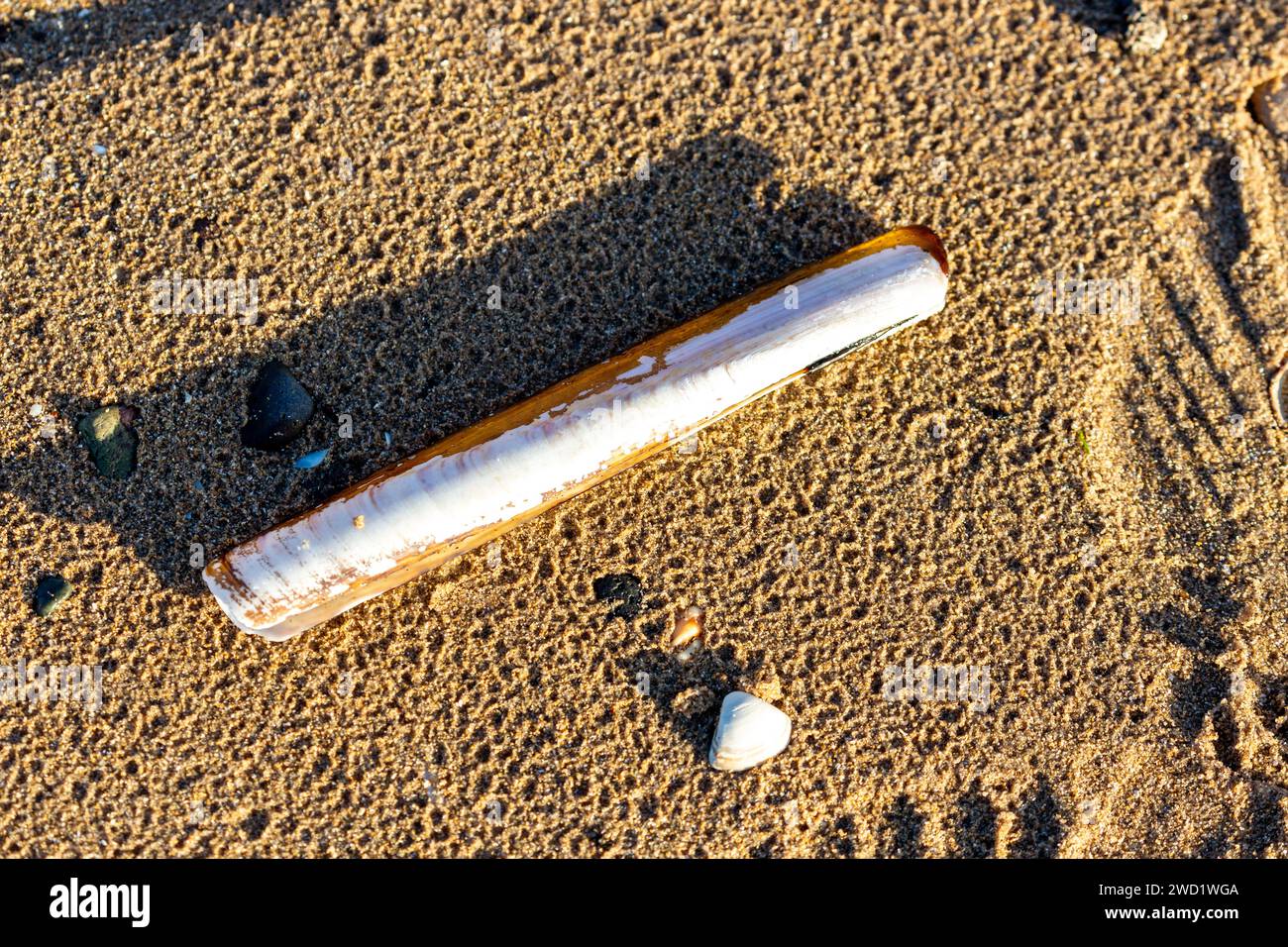 La conchiglia del rasoio, Ensis magnus, chiamata anche vongole del rasoio, pesce del rasoio Foto Stock
