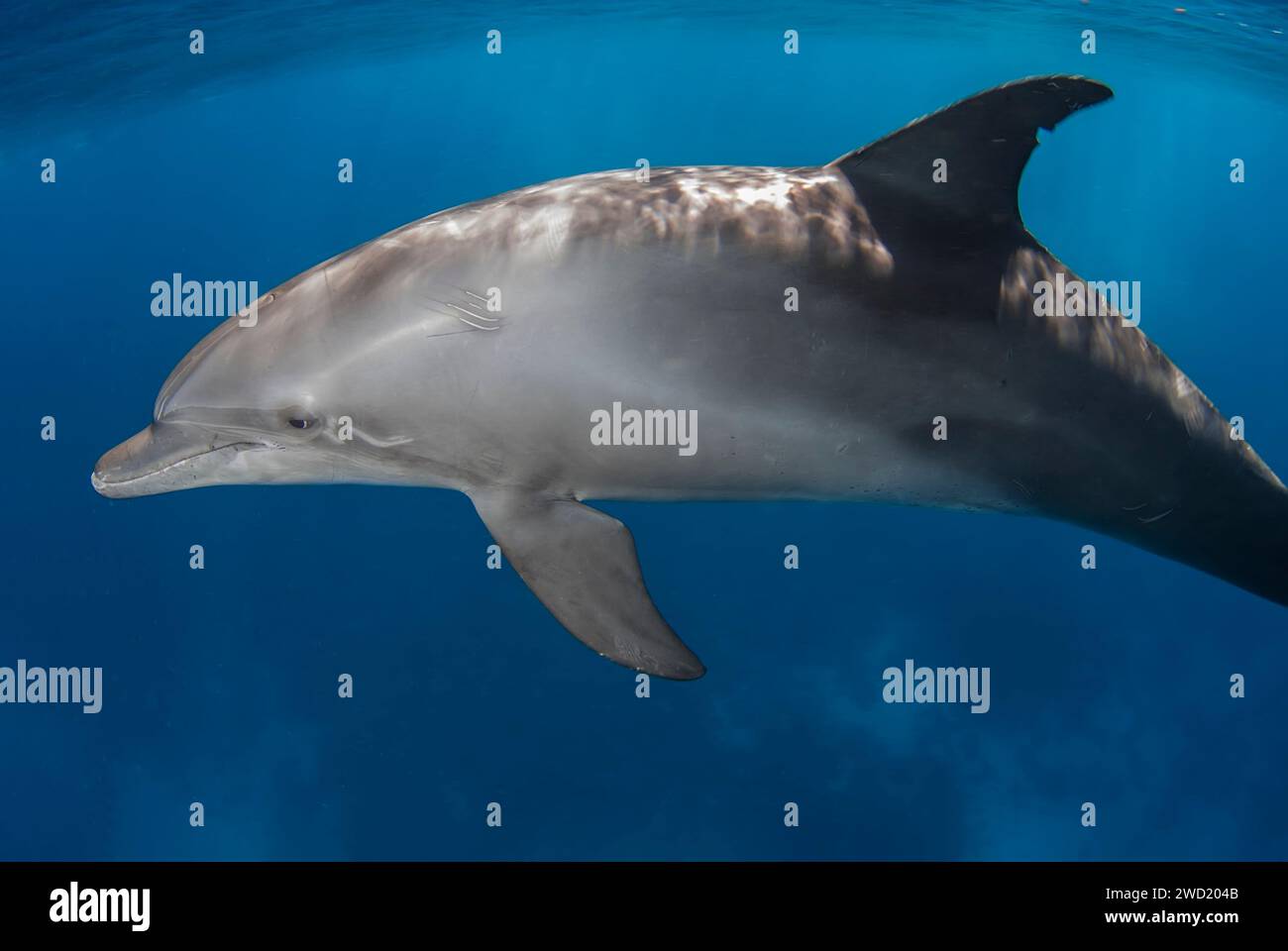 Un solitario delfino a tursiopo indo-Pacifico (Tursiops aduncus) naviga con grazia nelle tranquille acque blu, mostrando il suo profilo elegante e la calma dem Foto Stock
