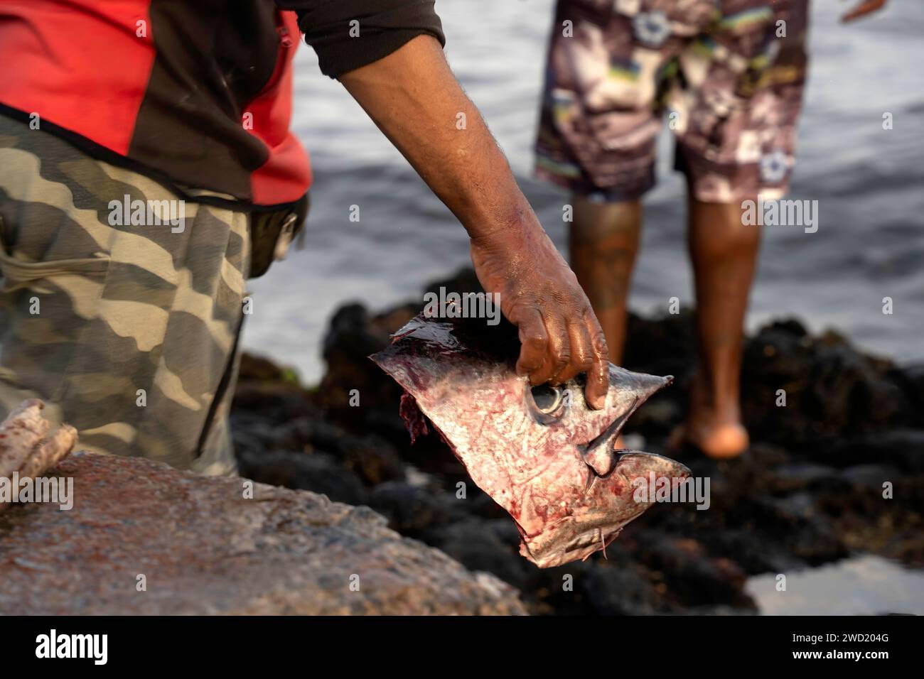 Mani di un pescatore che detiene una testa di tonno, con particolare attenzione all'interazione tra il pescatore e la cattura sullo sfondo costiero, l'enfasi Foto Stock