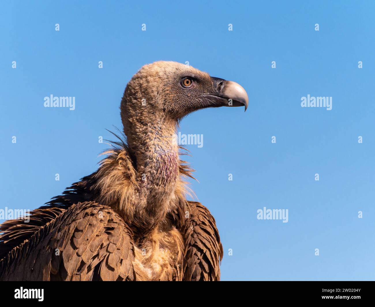 griffon volò avvoltoio e si arroccò al sole Foto Stock