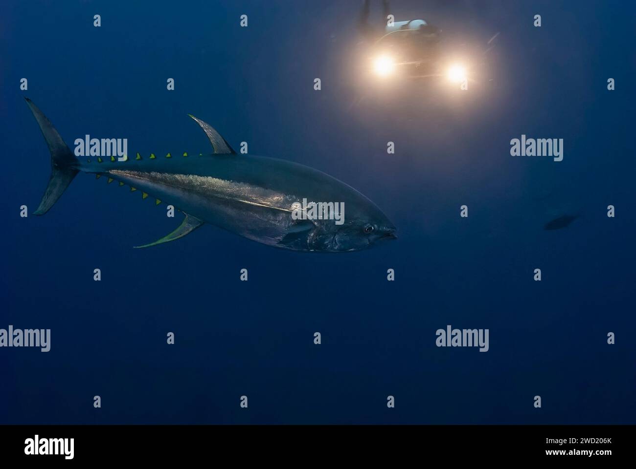 Un magnifico tonno albacora (Thunnus albacares) scivola attraverso il mare blu profondo, con le luci di un subacqueo che illuminano la scena da dietro Foto Stock