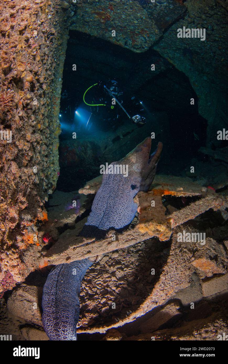 Un'inquietante ma accattivante vista subacquea di un murene nei confini ombrosi di un relitto, con la luce di un subacqueo che proietta un bagliore sullo sfondo Foto Stock Un'inquietante ma accattivante vista subacquea di un murene nei confini ombrosi di un relitto, con la luce di un subacqueo che proietta un bagliore sullo sfondo Foto Stock