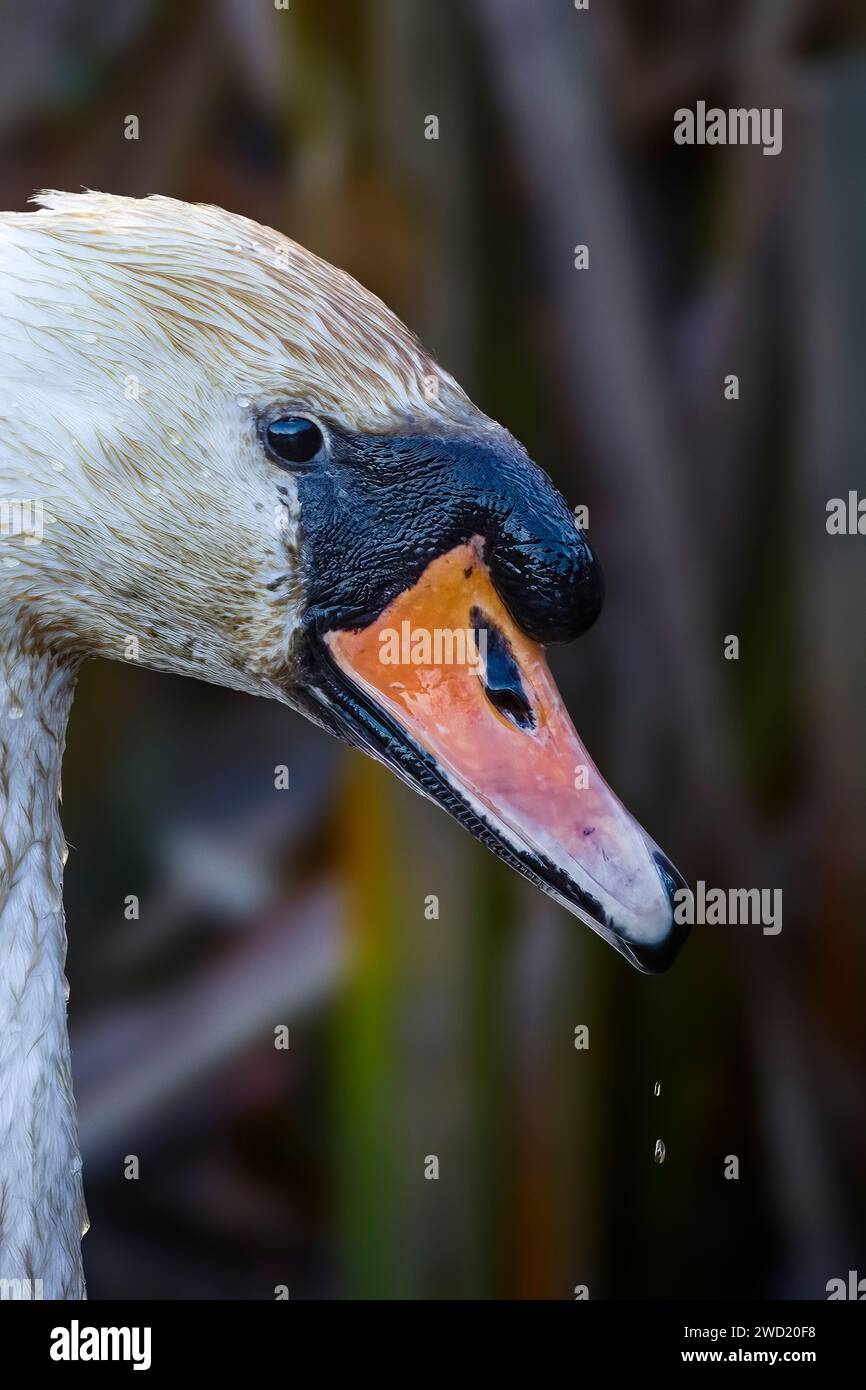 lato sulla testa di un cigno con goccia d'acqua del becco Foto Stock