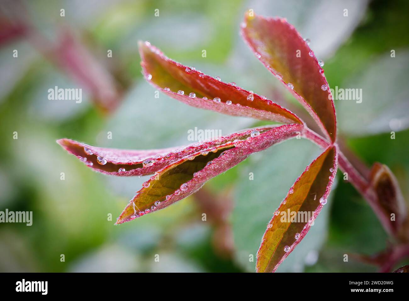 Pioggia dops su foglia di rosa Foto Stock