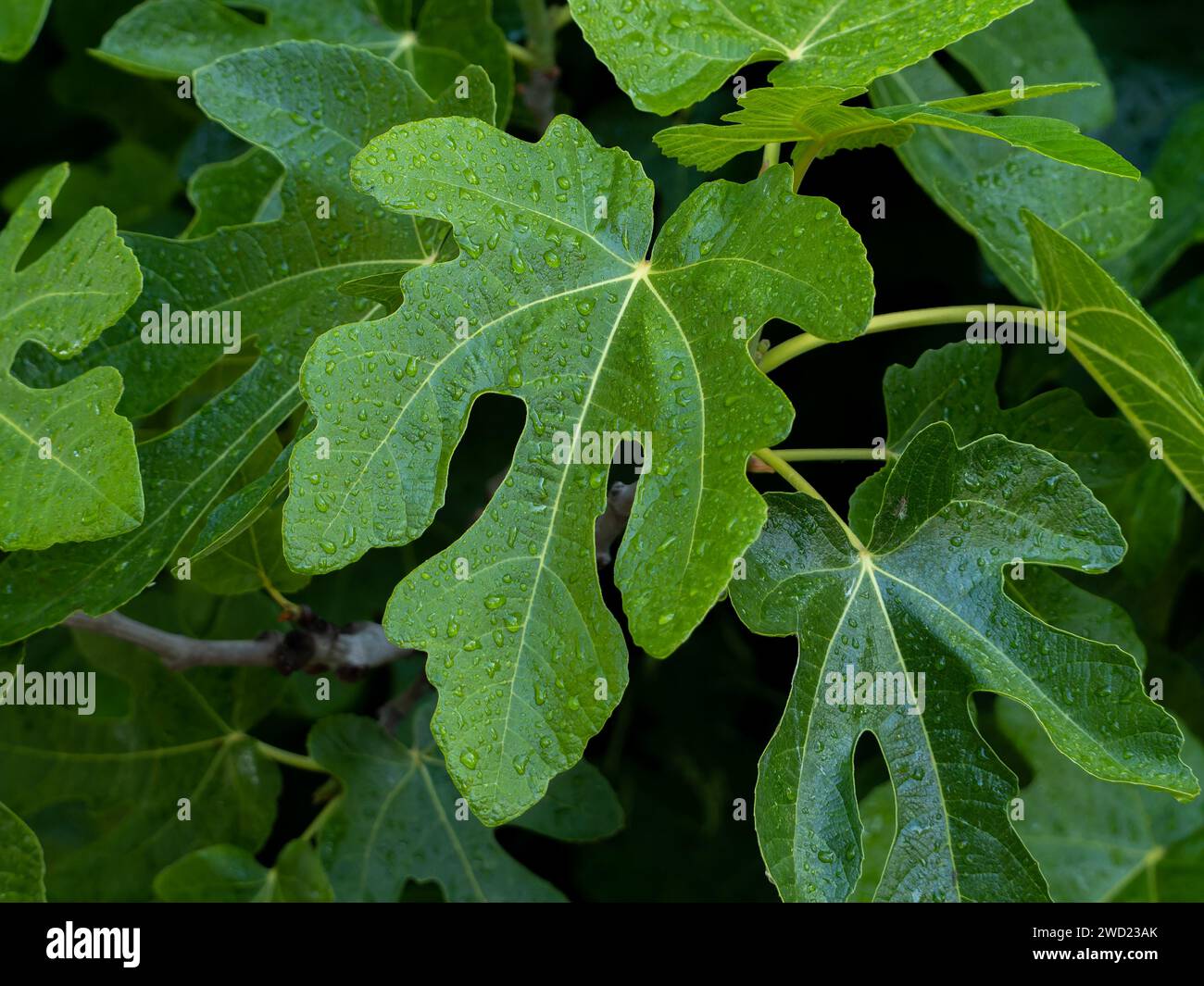 Chiudi foglia su sfondo verde con gocce di luce e luce del sole del mattino. Si chiama Ficus lyrata o Fiddle-Leaf fig. Foto Stock