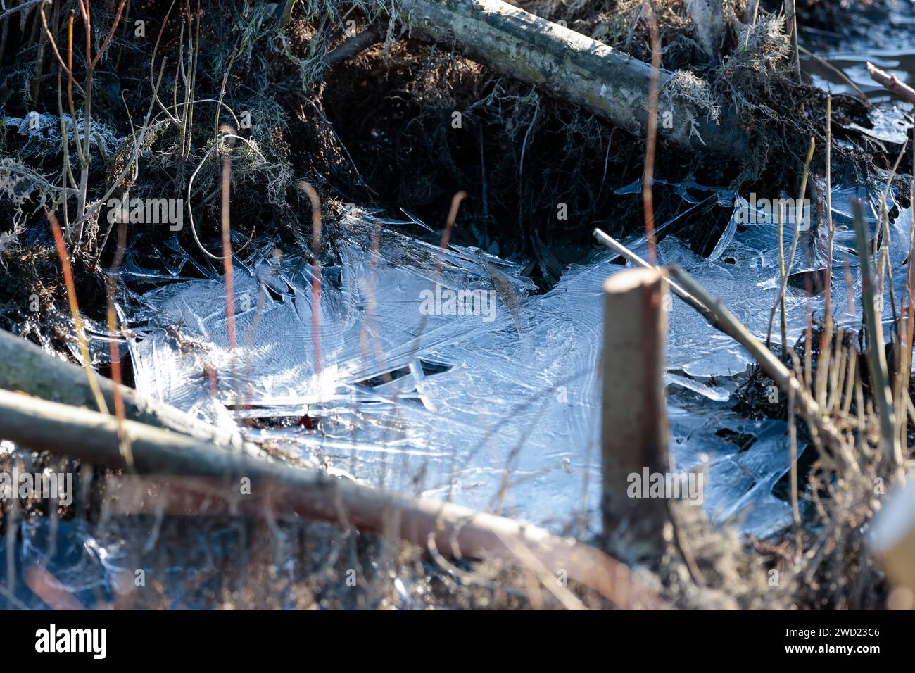 Ghiaccio acqua ghiacciata proveniente dalle zone umide del wwt Arundel Regno Unito formazione di ghiaccio nella stagione invernale bianca bluastro in strati rotti che si scongelano con vegetazione e luce solare Foto Stock