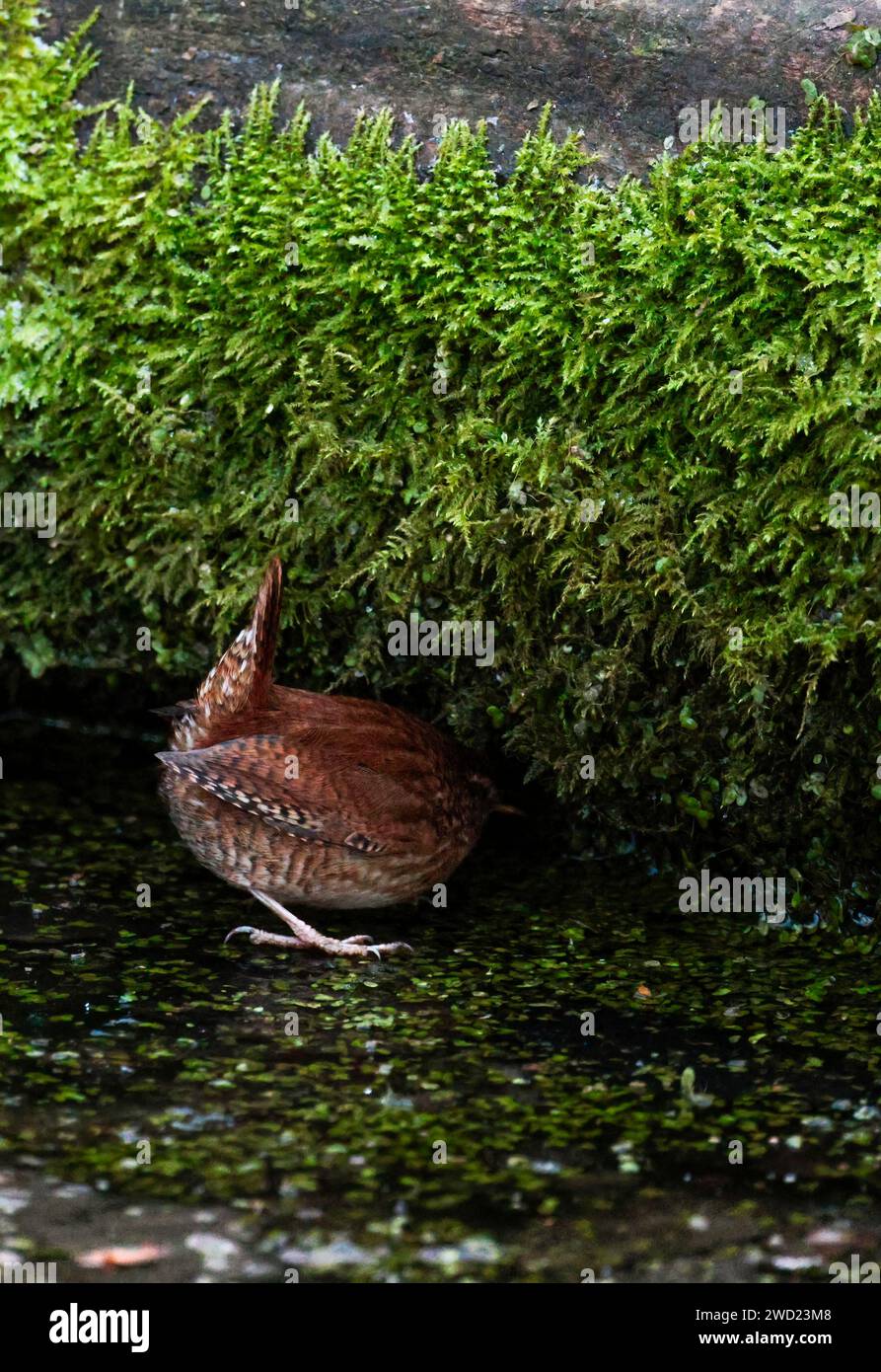 Wren Troglodytes x2, caccia nel muschio intorno al laghetto gnocco, coda a cocco marrone, becco sottile e bande sulle ali di coda e sui fianchi, linea pallida sugli occhi Foto Stock