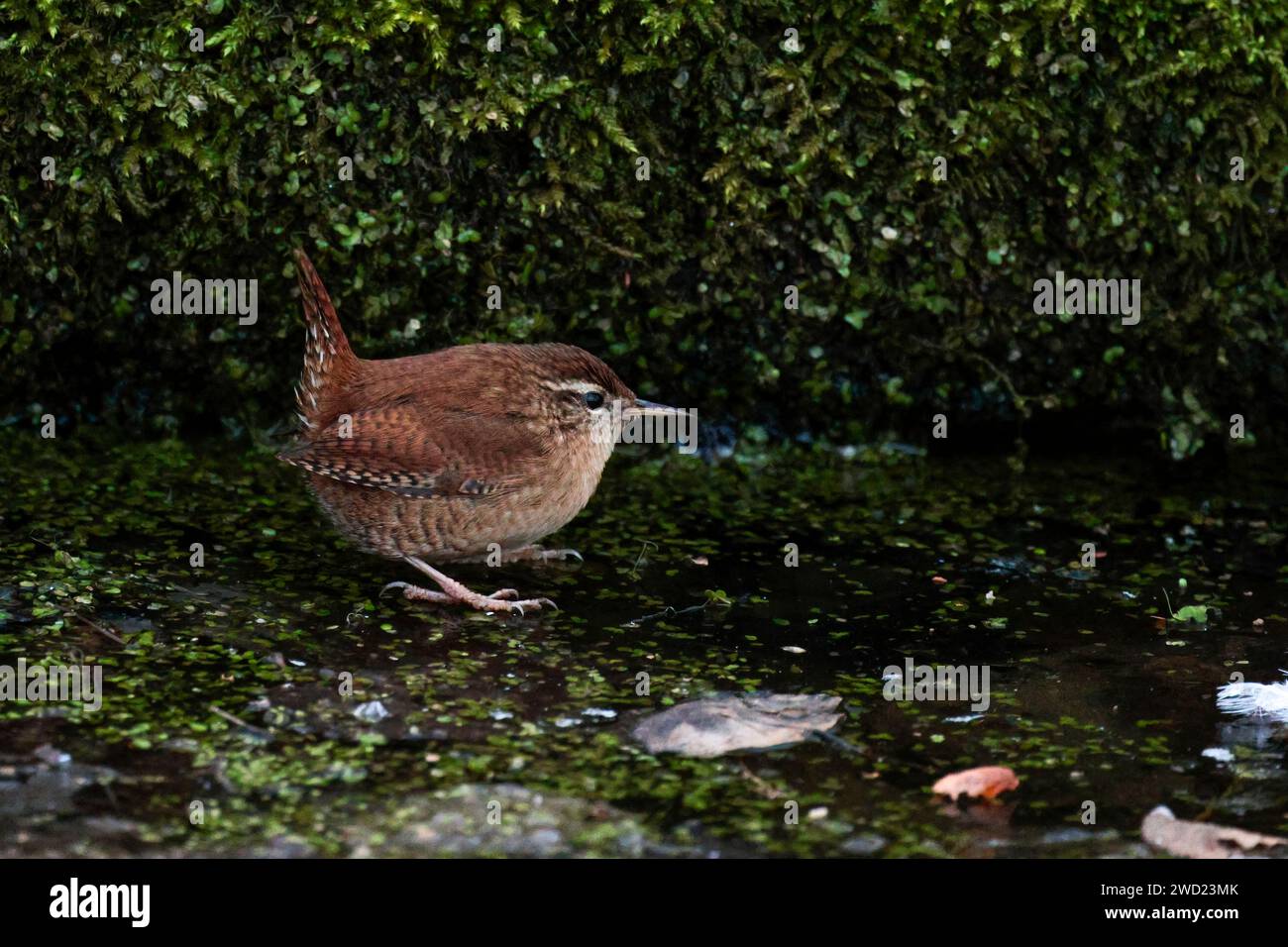 Wren Troglodytes x2, caccia nel muschio intorno al laghetto gnocco, coda a cocco marrone, becco sottile e bande sulle ali di coda e sui fianchi, linea pallida sugli occhi Foto Stock