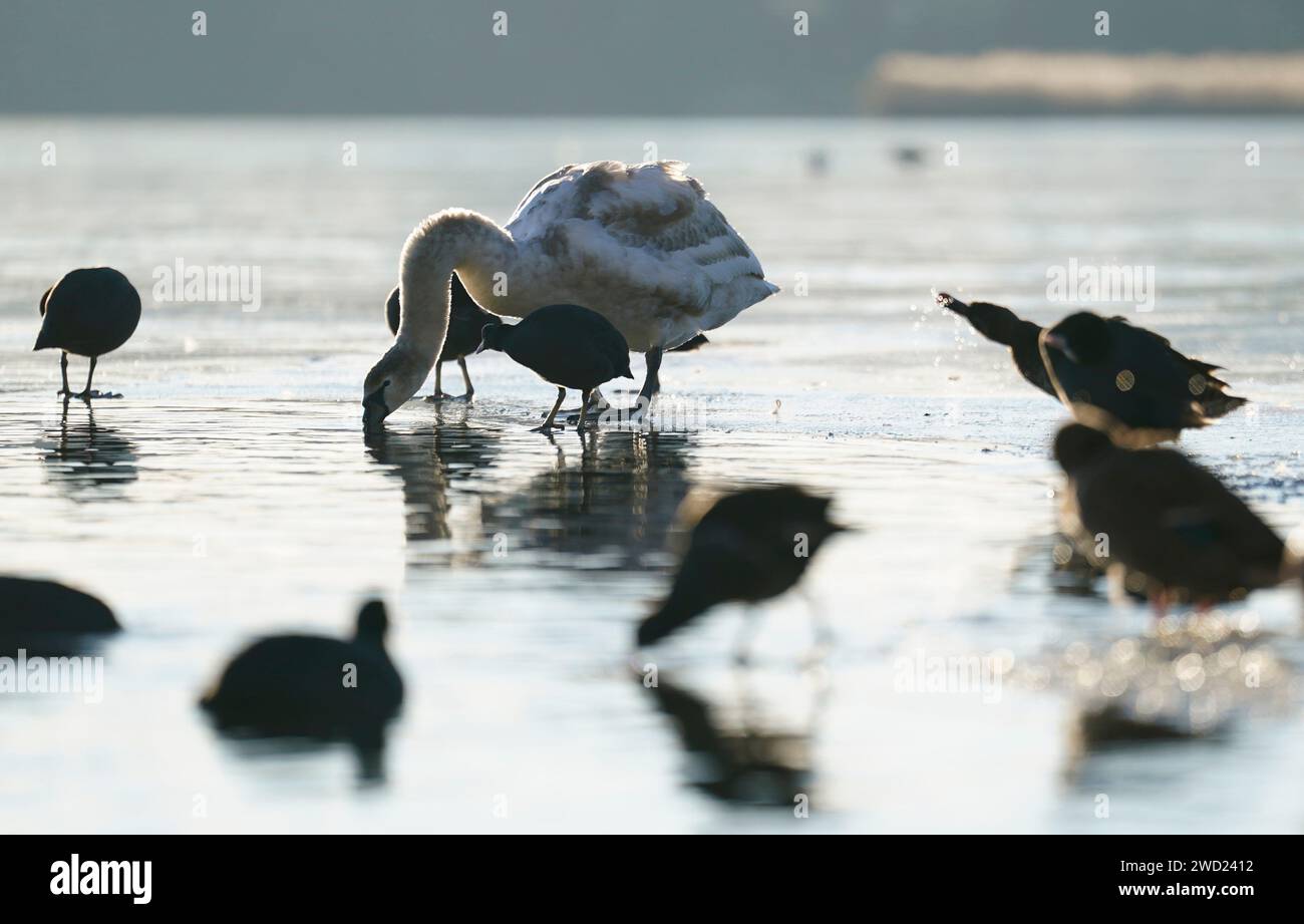 Gli uccelli si trovano sul ghiaccio presso lo stagno della flotta a Fleet, Hampshire. Il Regno Unito rimarrà in una situazione di freddo fino al fine settimana, con temperature di congelamento destinate a precipitare ulteriormente in gran parte del paese. Data foto: Giovedì 18 gennaio 2024. Foto Stock