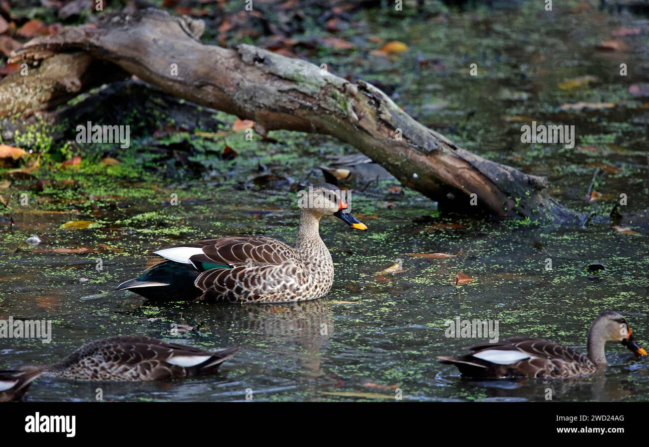 Anatra indiana a becco su uno stagno Foto Stock