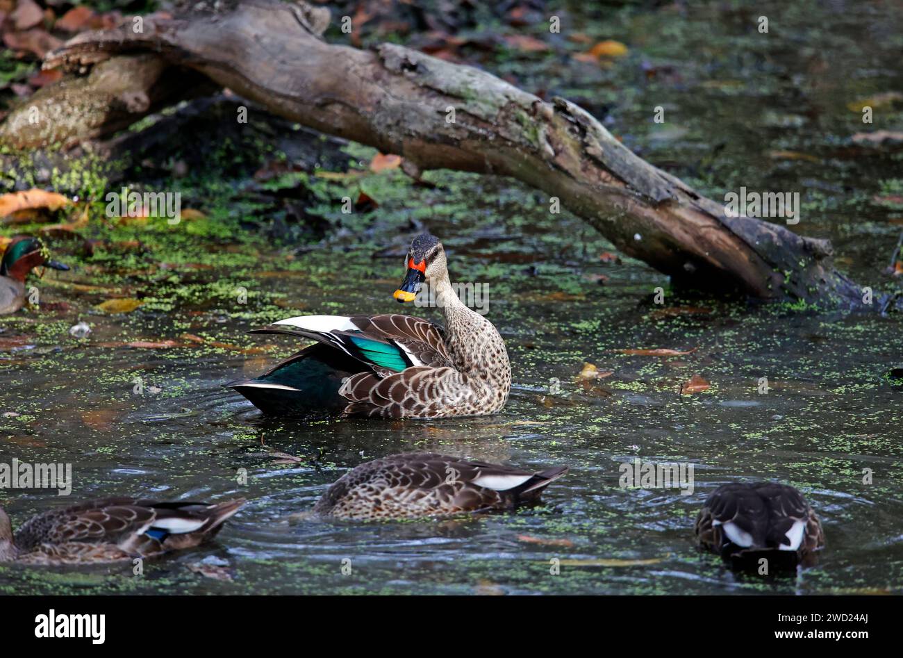 Anatra indiana a becco su uno stagno Foto Stock