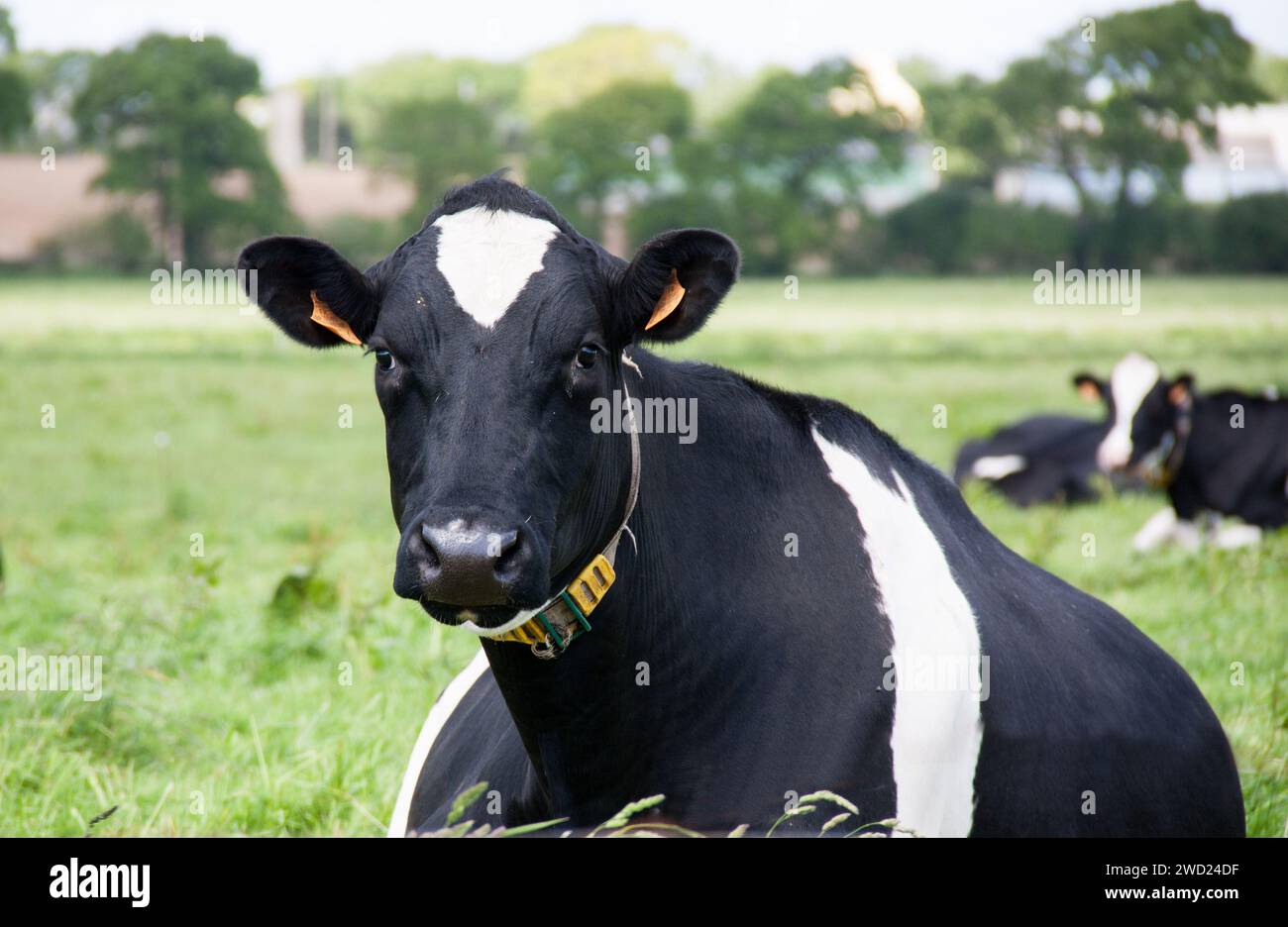 Primo piano delle mucche Holstein sdraiate a faccia in giù nel pascolo. Foto Stock