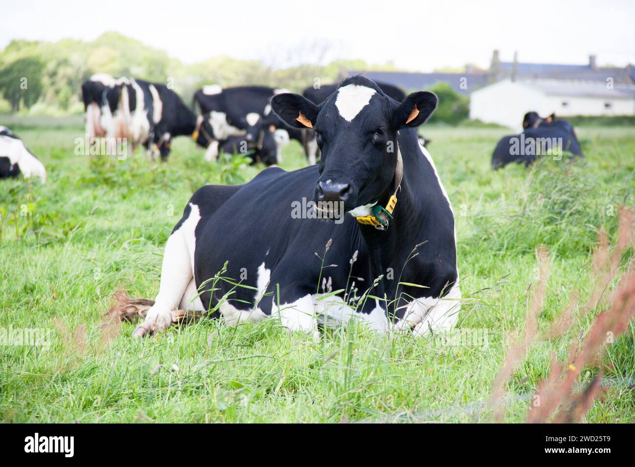 Primo piano delle mucche Holstein sdraiate a faccia in giù nel pascolo. Foto Stock
