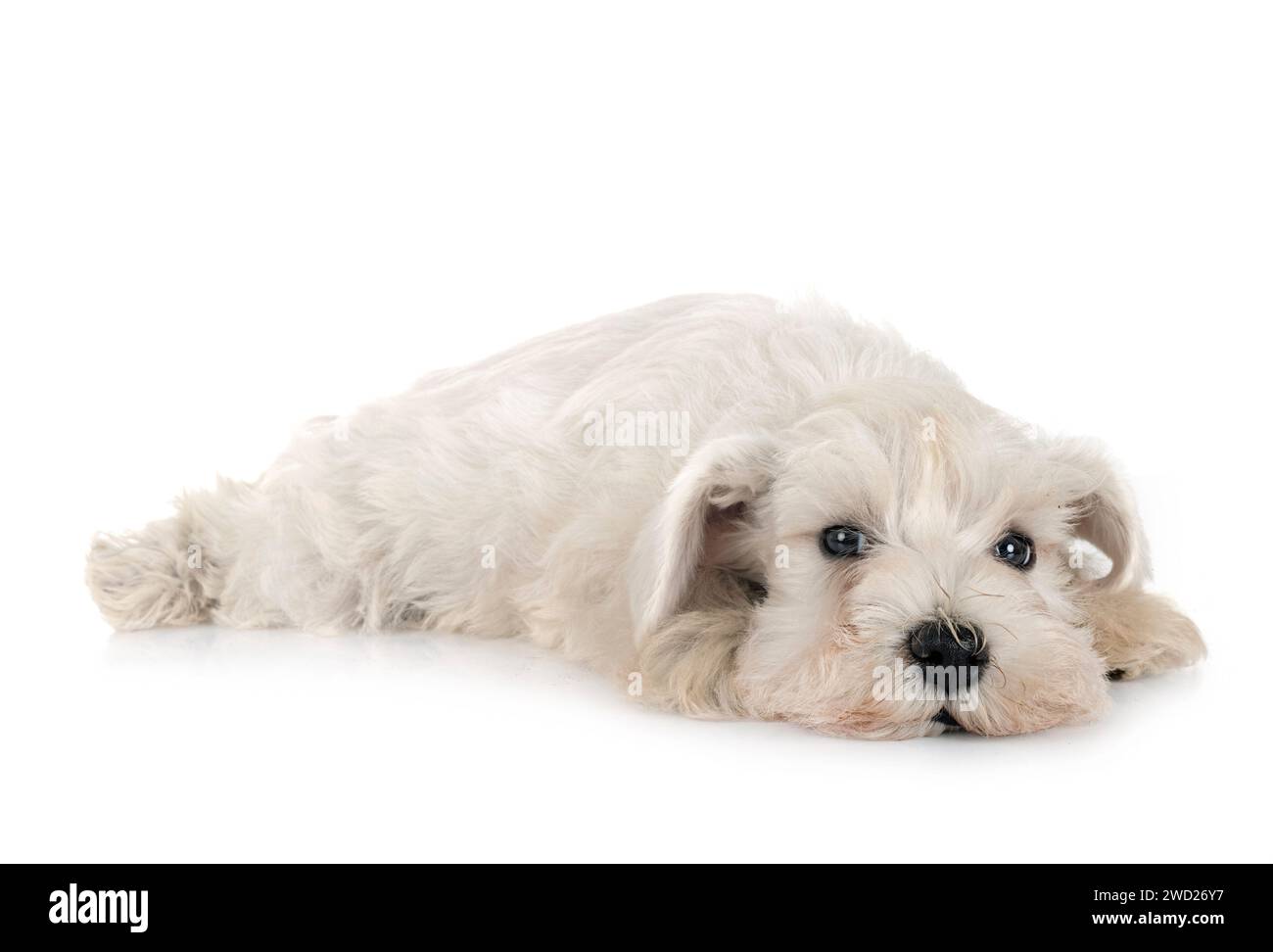 Miniatura schnauzer davanti a uno sfondo bianco Foto Stock