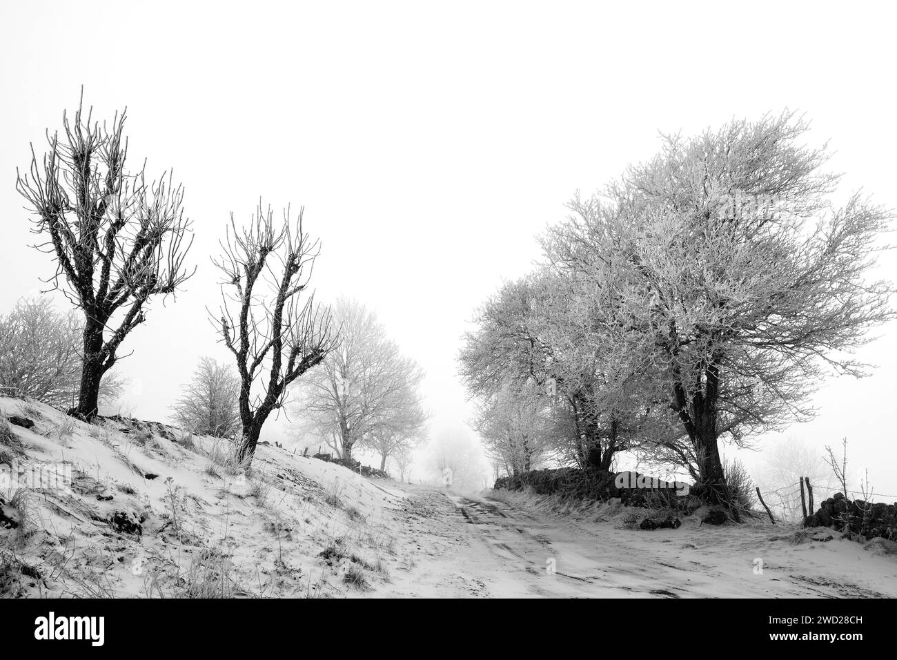 Altopiano di Aubrac. Siepe di alberi e sentieri in inverno. Lozere. Occitanie. Francia Foto Stock