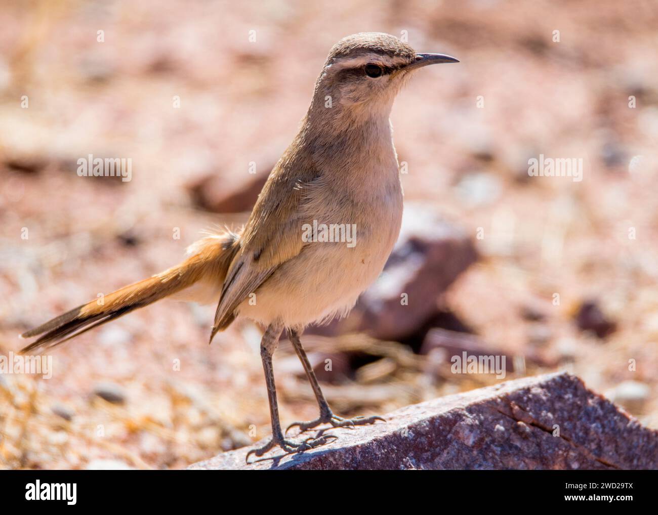 Uccelli della Namibia uccelli del deserto Foto Stock