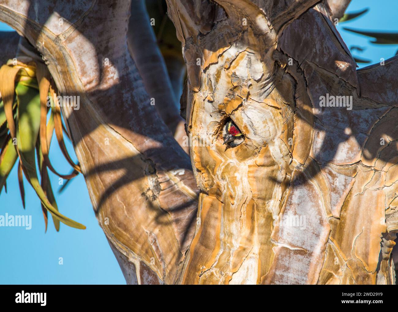 Acacia Pied Barbet deserto della Namibia Foto Stock
