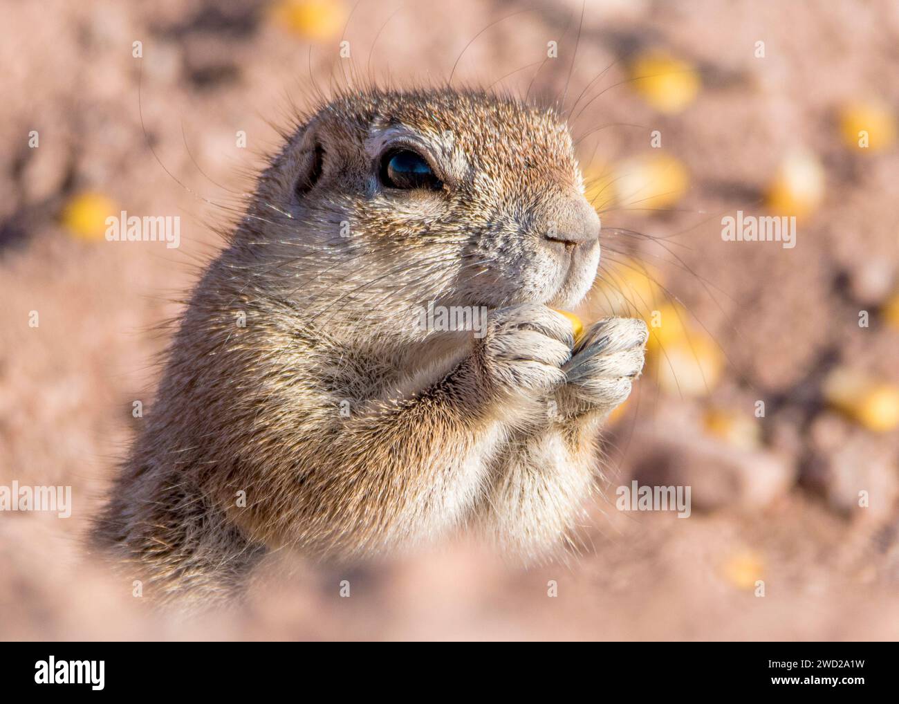 Scoiattolo in terra Namibia Foto Stock