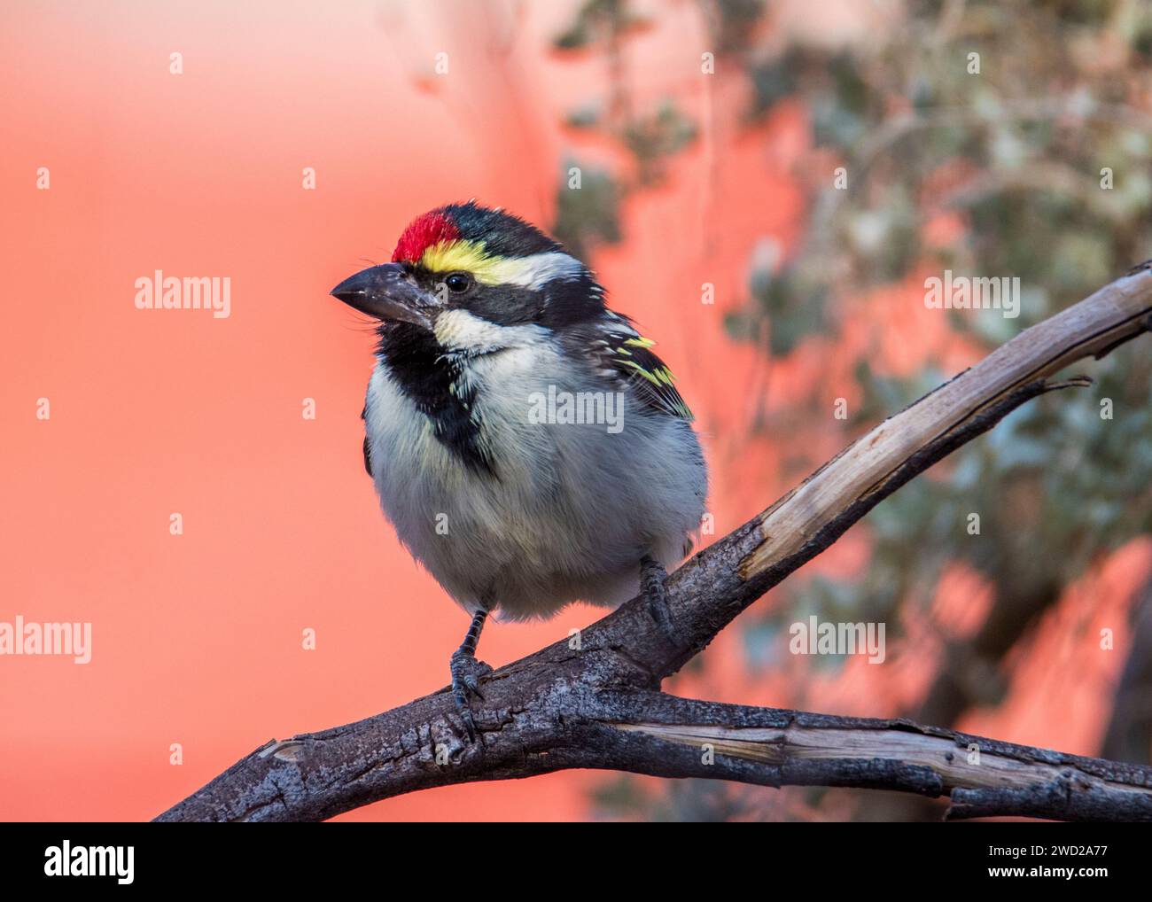 Acacia Pied Barbet deserto della Namibia Foto Stock
