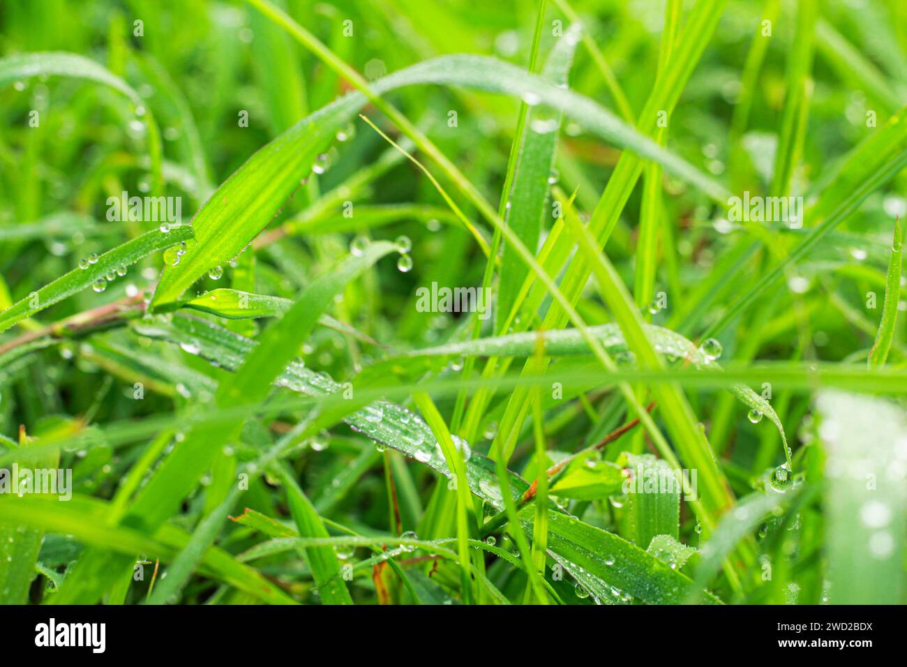 Una foto di sfondo sfocata di erba e rugiada Foto Stock