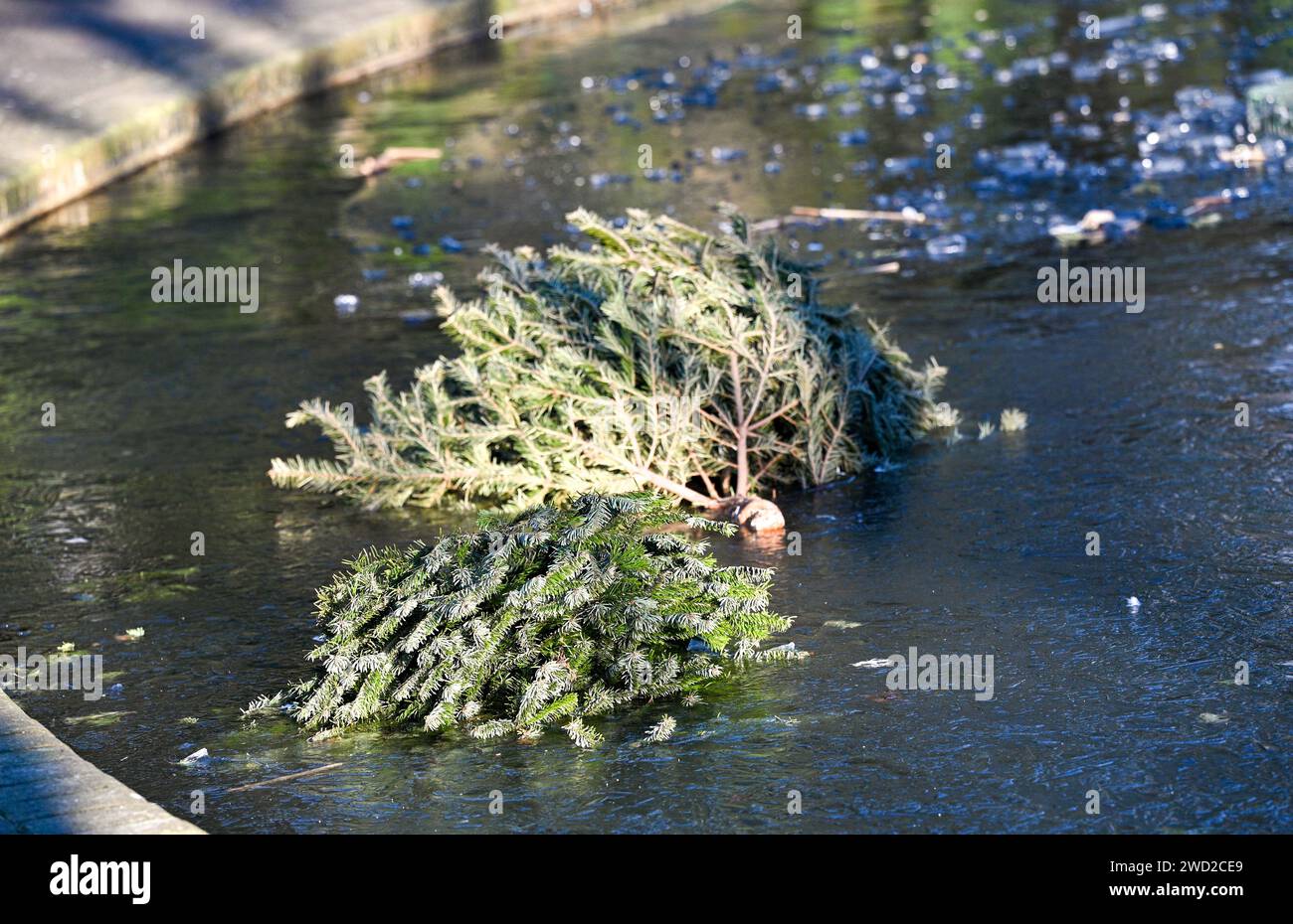 Brighton Regno Unito 18 gennaio 2024 - alberi di Natale scartati bloccati nel ghiaccio su uno stagno ghiacciato nel Queens Park Brighton mentre il tempo gelido continua in tutta la Gran Bretagna: Credit Simon Dack / Alamy Live News Foto Stock