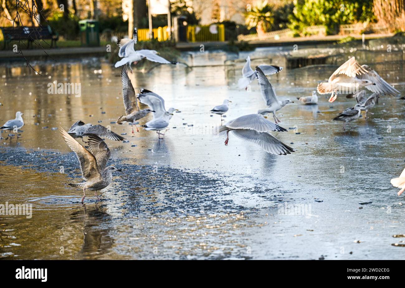 Brighton Regno Unito 18 gennaio 2024 - i gabbiani delle aringhe cercano cibo e acqua su uno stagno ghiacciato nel Queens Park Brighton mentre il clima gelido continua in tutta la Gran Bretagna : Credit Simon Dack / Alamy Live News Foto Stock
