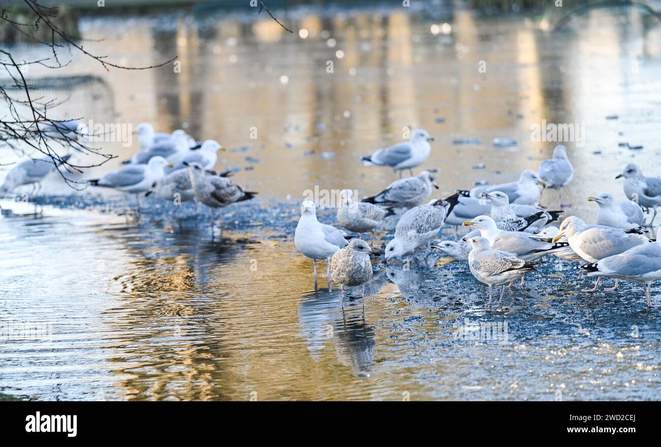 Brighton Regno Unito 18 gennaio 2024 - i gabbiani delle aringhe camminano e cercano cibo e acqua su un laghetto ghiacciato nel Queens Park Brighton mentre il clima gelido continua in tutta la Gran Bretagna: Credit Simon Dack / Alamy Live News Foto Stock