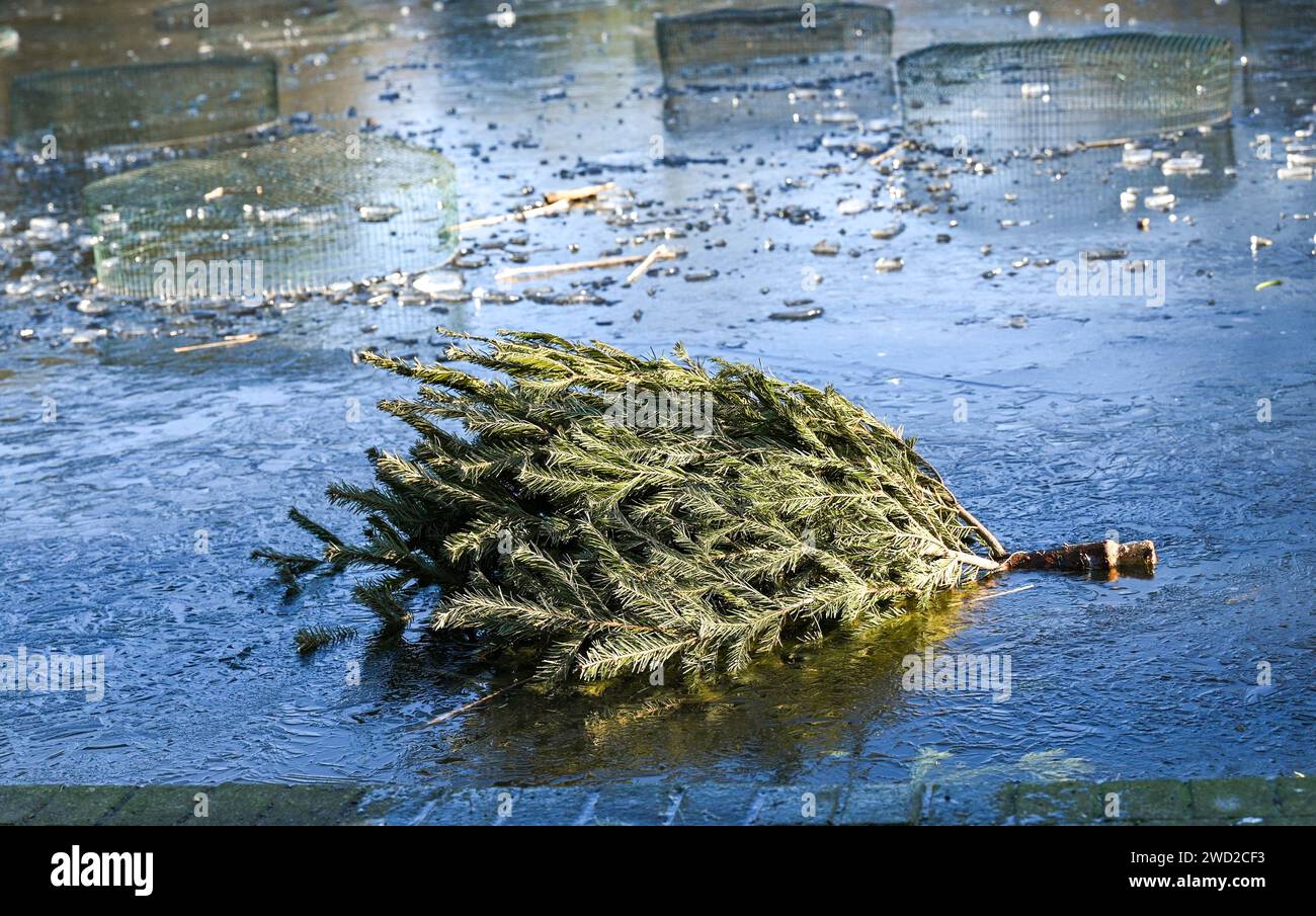 Brighton Regno Unito 18 gennaio 2024 - alberi di Natale scartati bloccati nel ghiaccio su uno stagno ghiacciato nel Queens Park Brighton mentre il tempo gelido continua in tutta la Gran Bretagna: Credit Simon Dack / Alamy Live News Foto Stock