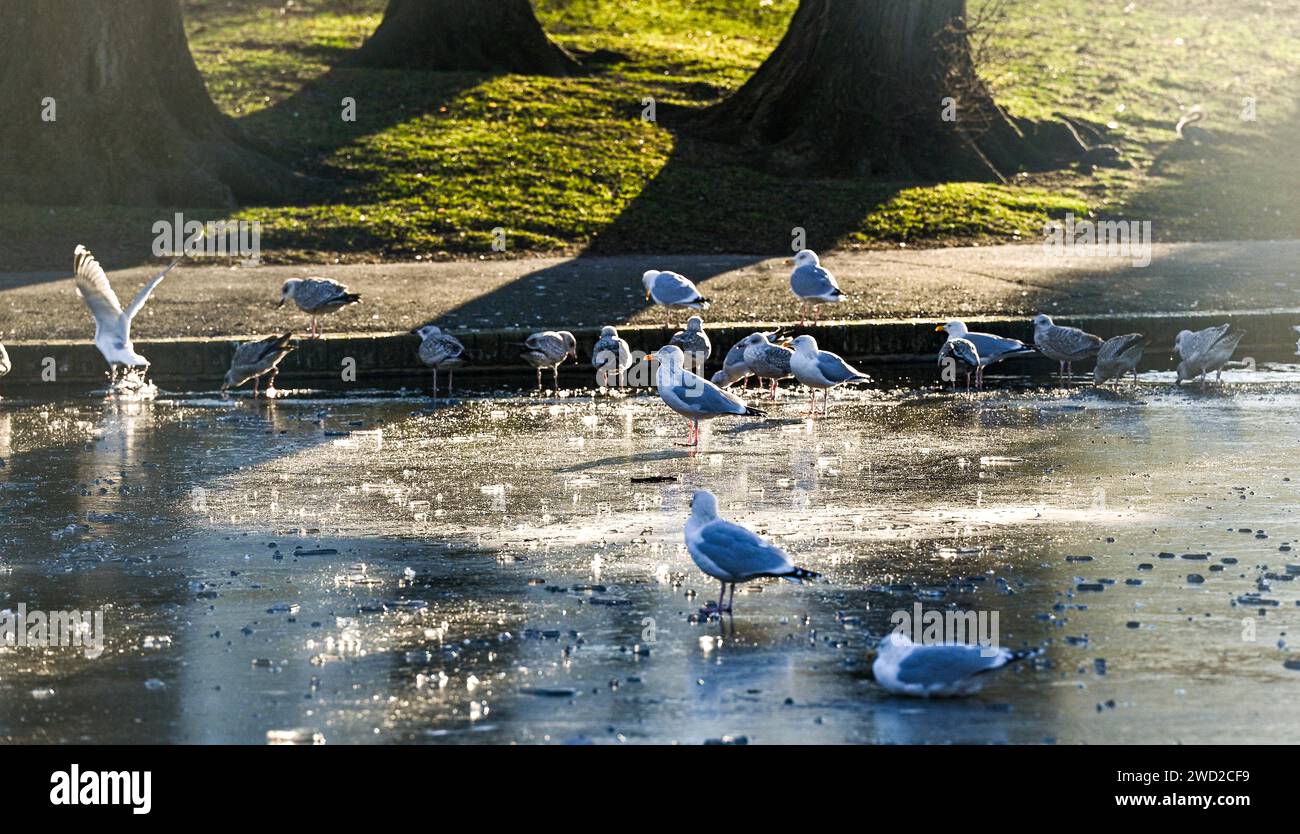 Brighton Regno Unito 18 gennaio 2024 - i gabbiani delle aringhe camminano e cercano cibo e acqua su un laghetto ghiacciato nel Queens Park Brighton mentre il clima gelido continua in tutta la Gran Bretagna: Credit Simon Dack / Alamy Live News Foto Stock