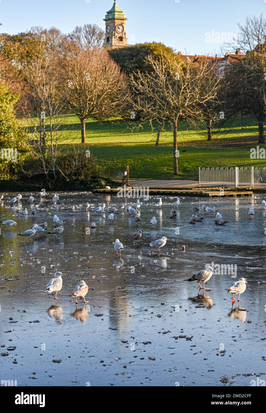 Brighton Regno Unito 18 gennaio 2024 - i gabbiani delle aringhe camminano e cercano cibo e acqua su un laghetto ghiacciato nel Queens Park Brighton mentre il clima gelido continua in tutta la Gran Bretagna: Credit Simon Dack / Alamy Live News Foto Stock