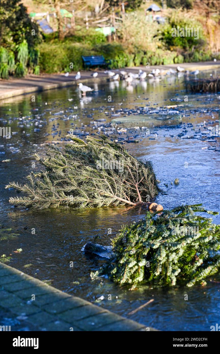 Brighton Regno Unito 18 gennaio 2024 - alberi di Natale scartati bloccati nel ghiaccio su uno stagno ghiacciato nel Queens Park Brighton mentre il tempo gelido continua in tutta la Gran Bretagna: Credit Simon Dack / Alamy Live News Foto Stock