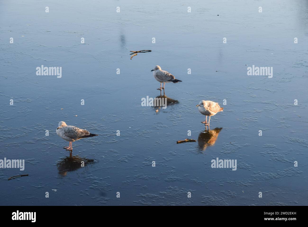 Londra, Regno Unito. 18 gennaio 2024. I gabbiani si trovano sul lago ghiacciato in un parco di Londra, mentre le temperature gelide continuano in tutto il Regno Unito. Credito: Vuk Valcic/Alamy Live News Foto Stock