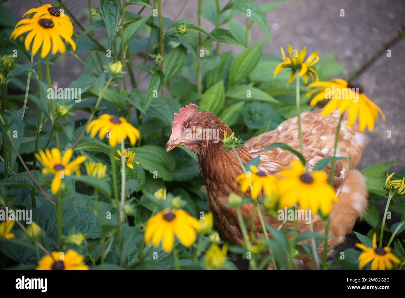 Una gallina da compagnia in piedi nei fiori di Rudbeckia Foto Stock