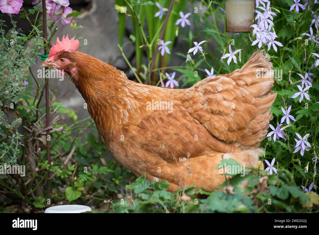 Una gallina da compagnia che esplora i fiori Foto Stock