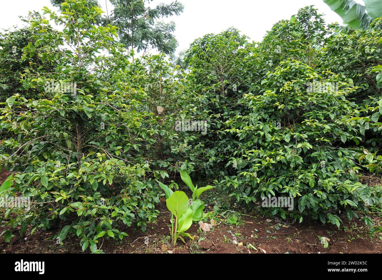 Il caffè arabo o caffè arabica (Coffea arabica) è un albero perenne o arbusto originario degli altopiani dell'Etiopia e dello Yemen. La sua frutta arrostita (bacche) Foto Stock