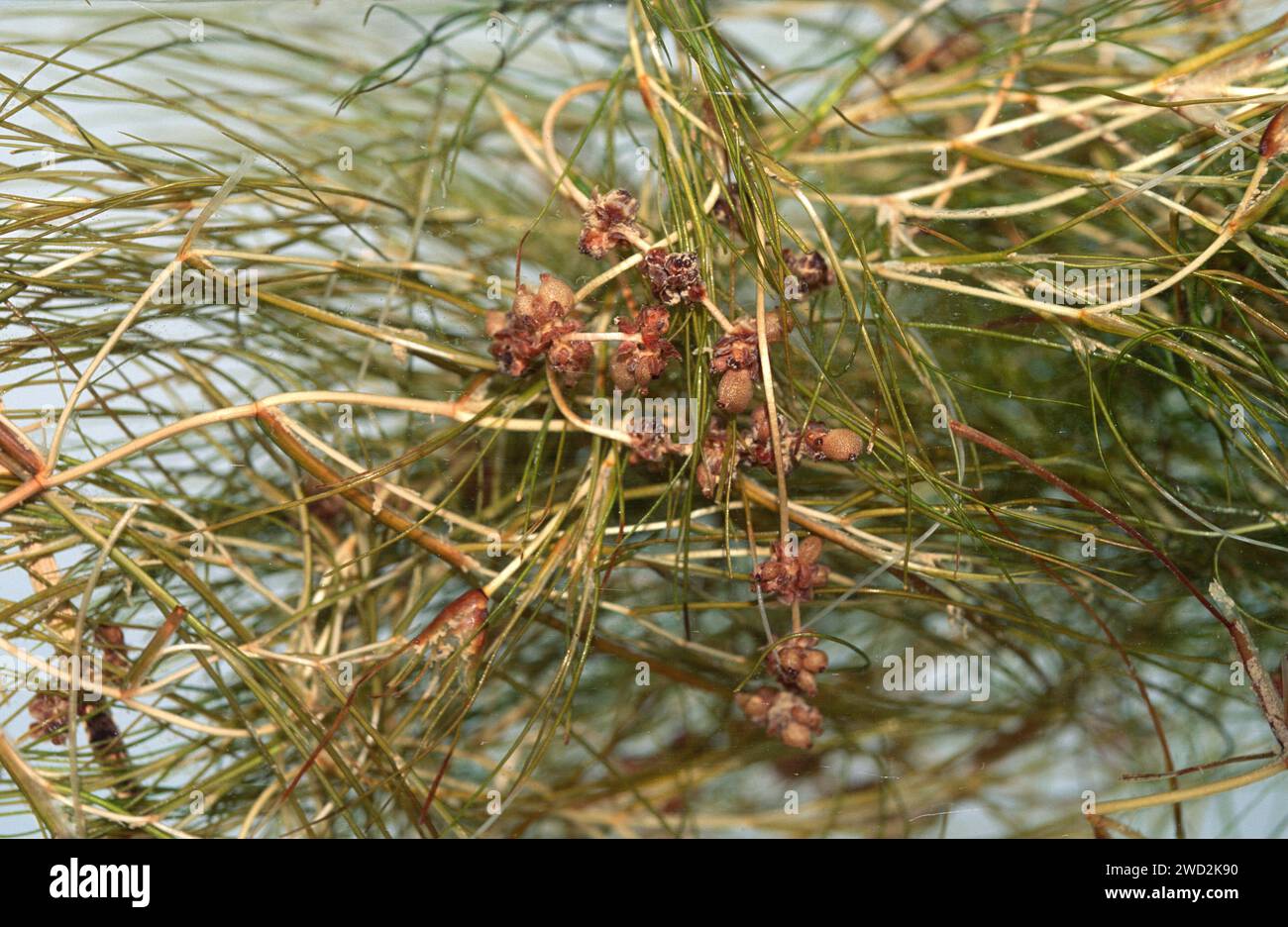 La Ruppia maritima è una pianta acquatica d'acqua dolce tollerante al sale. È presente nella maggior parte dei fiumi, sempre vicino alla bocca. Questa foto è stata scattata Foto Stock