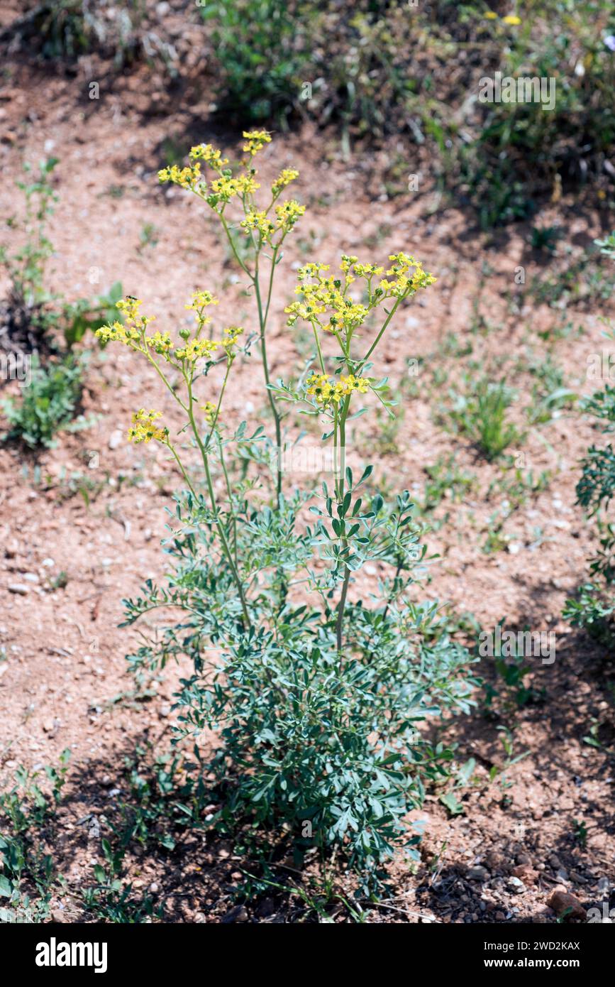 La rue comune (Ruta graveolens) è un'erba perenne tossica e medicinale originaria della penisola balcanica. Foto Stock