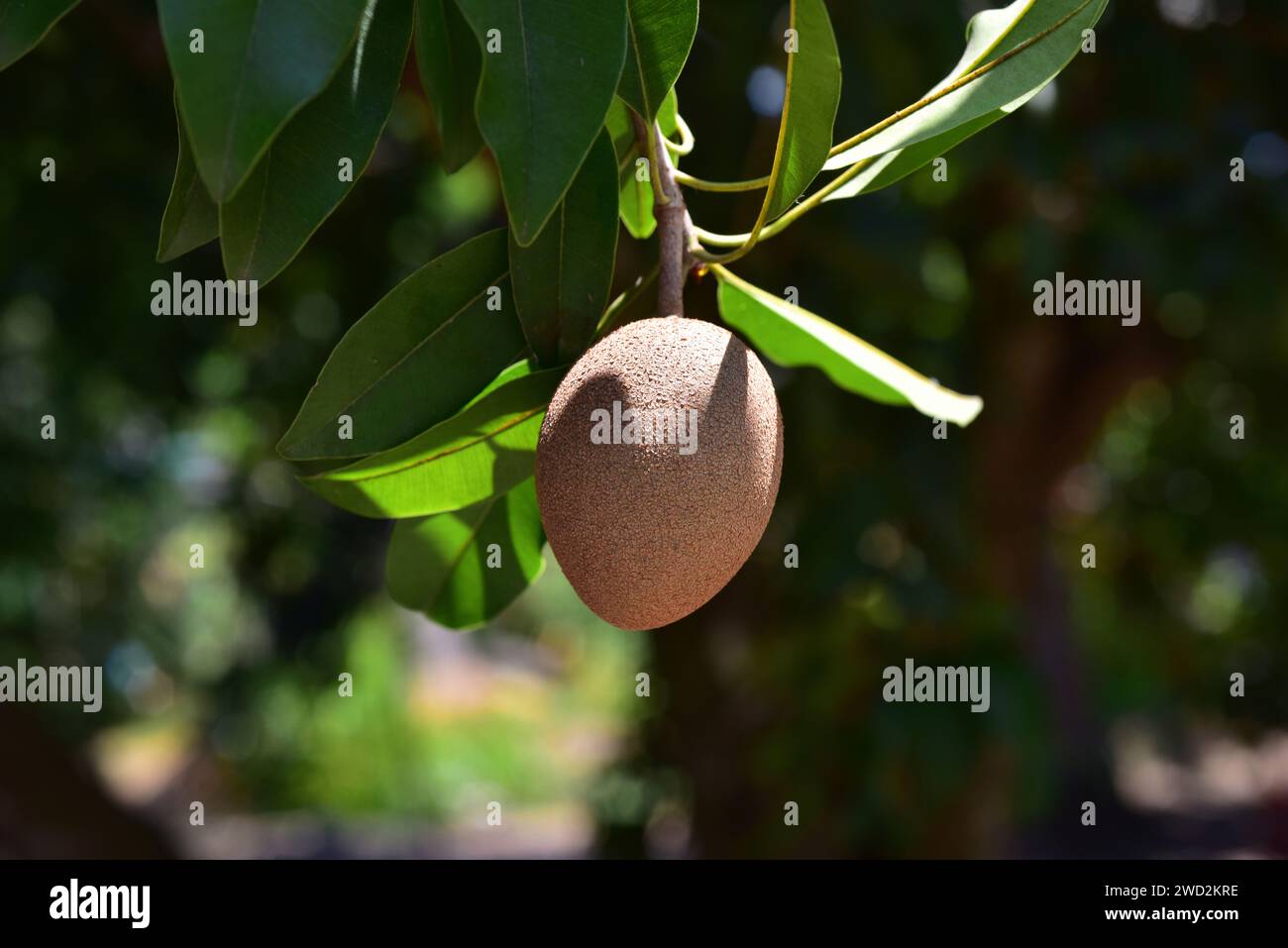 Sapodilla (Malnikara zapota) è un albero sempreverde originario dei Caraibi, dell'America centrale e del Messico e introdotto in Sud America e in Asia tropicale. IO Foto Stock