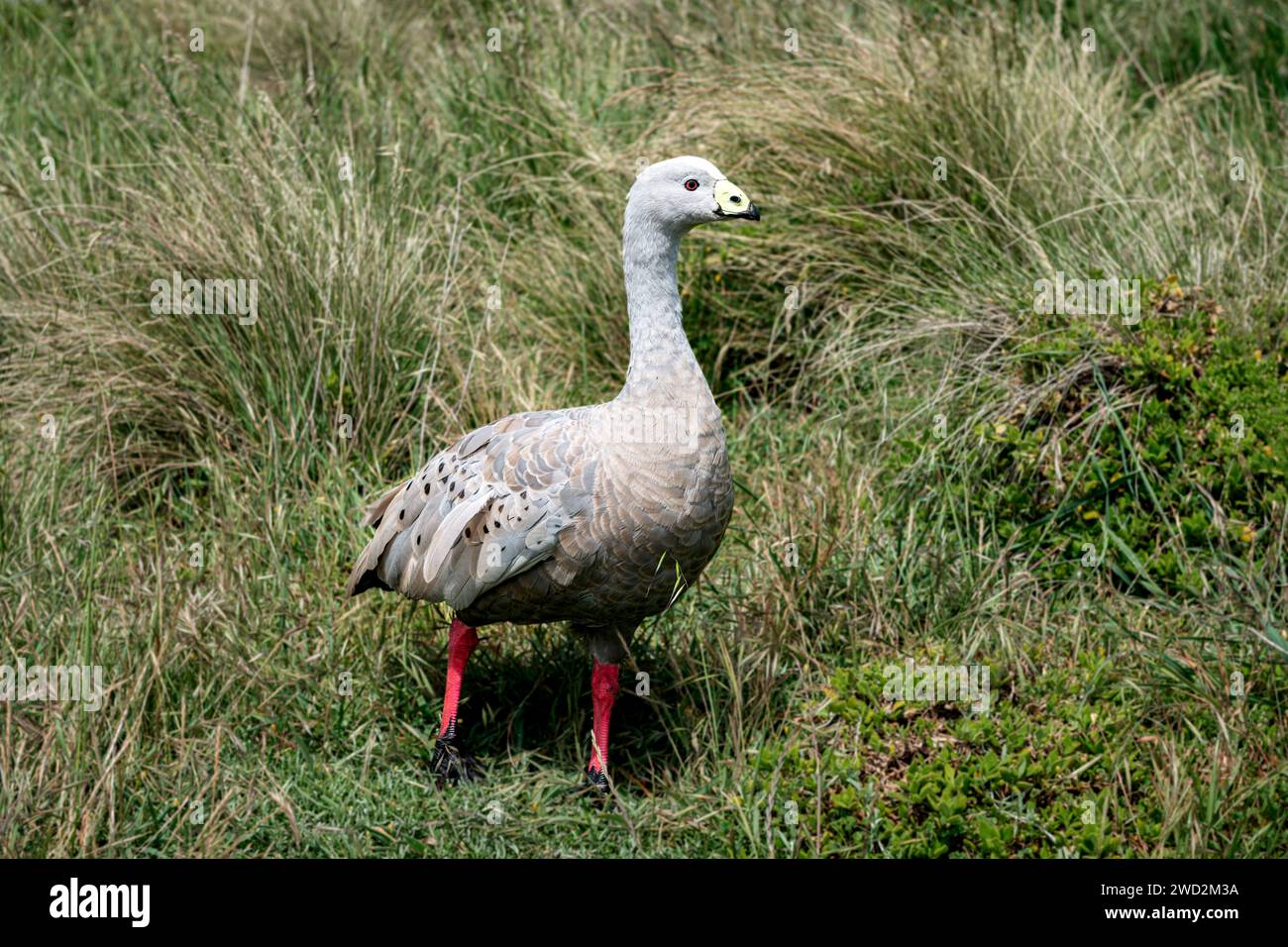 Adulti, Cape Barren Goose, con il tipico piumaggio grigio pallido. Foto Stock