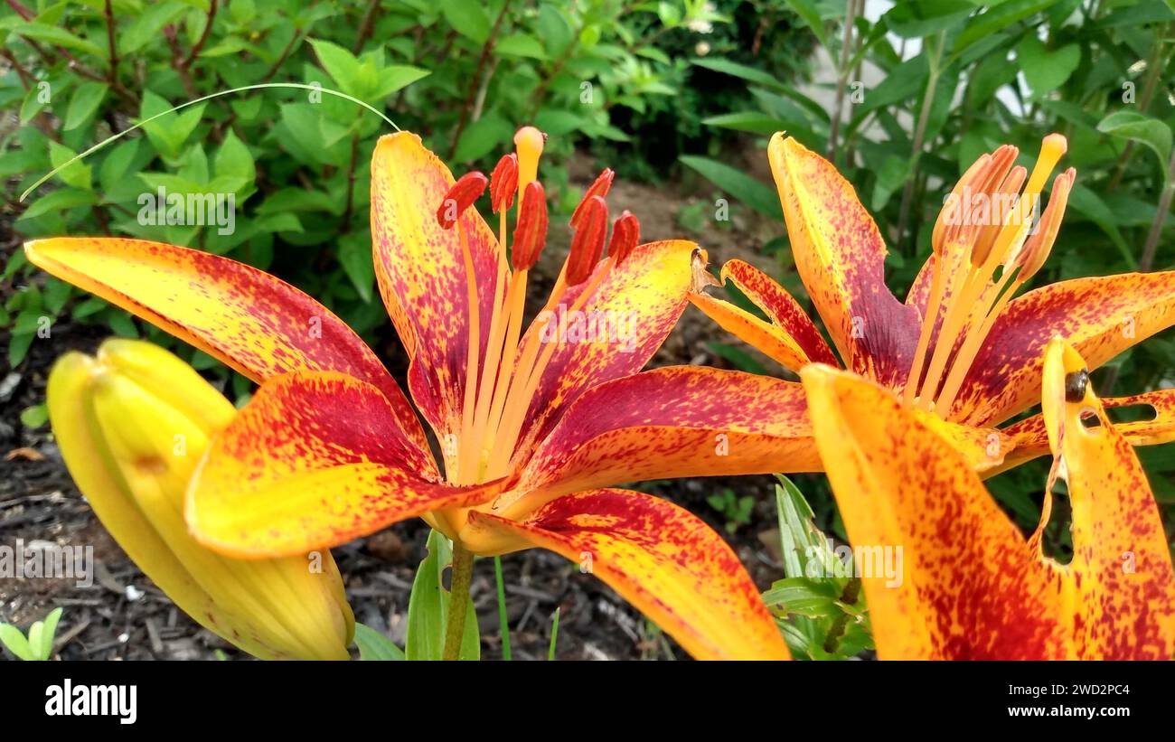 Un primo piano di Tiny Orange Sensation Lilies in giardino Foto Stock