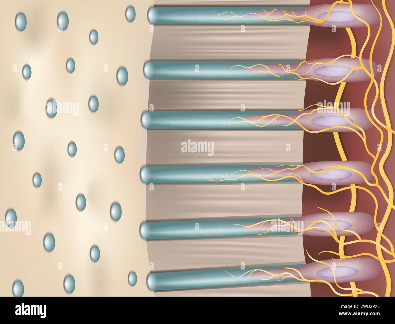 La dentina o dentina è un tessuto calcificato del corpo. Tubuli dentinali. La sezione trasversale del dente è dentina. Illustrazione Vettoriale