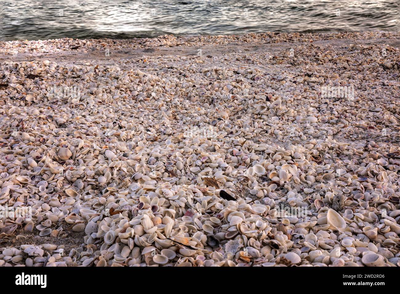 Spiaggia piena di conchiglie diverse su una spiaggia in Florida Foto Stock