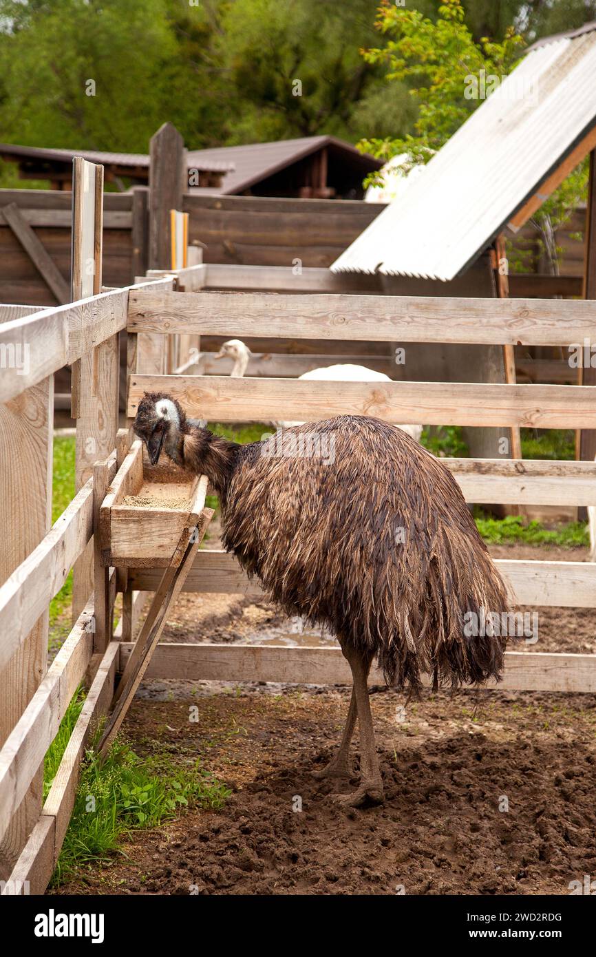 Lo struzzo australiano emu, noto come Dromaius novaehollandiae, è il secondo uccello vivente più grande del pianeta. Emu è un uccello senza volo e nativo dell'Austral Foto Stock