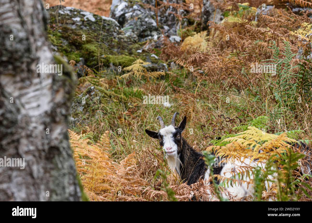 Capra selvatica nelle Highlands scozzesi che pascolano su ripidi pendii rocciosi, Cairngorms National Park, Scozia, ottobre Foto Stock