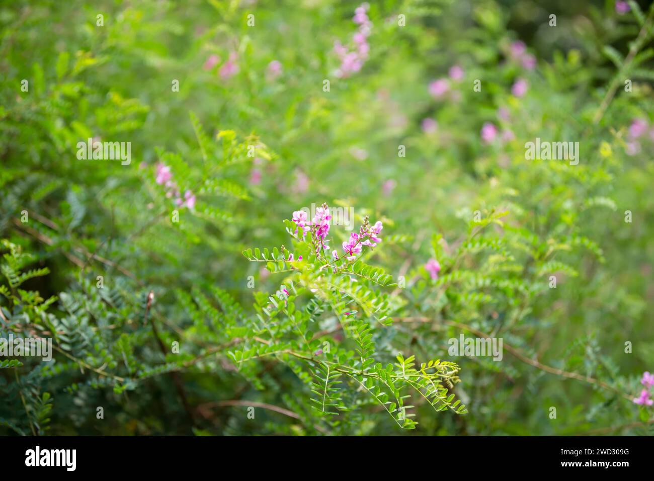 Sfondo naturale. Splendida pianta in fiore Indigofera. Foto Stock