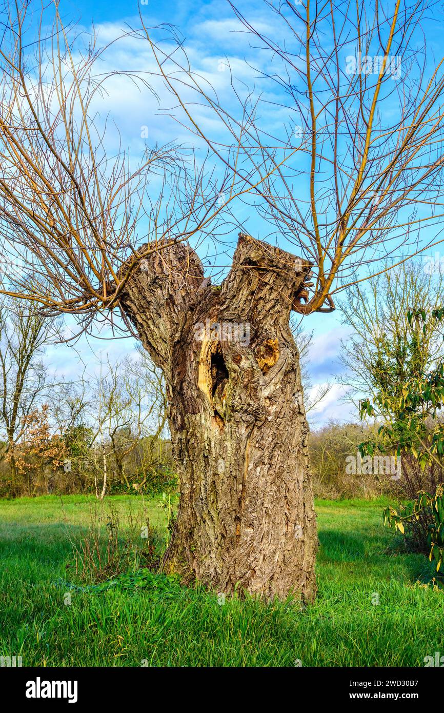 Il tronco di salice (Salix alba) è fortemente ramificato e mostra una nuova crescita - Francia centrale. Foto Stock