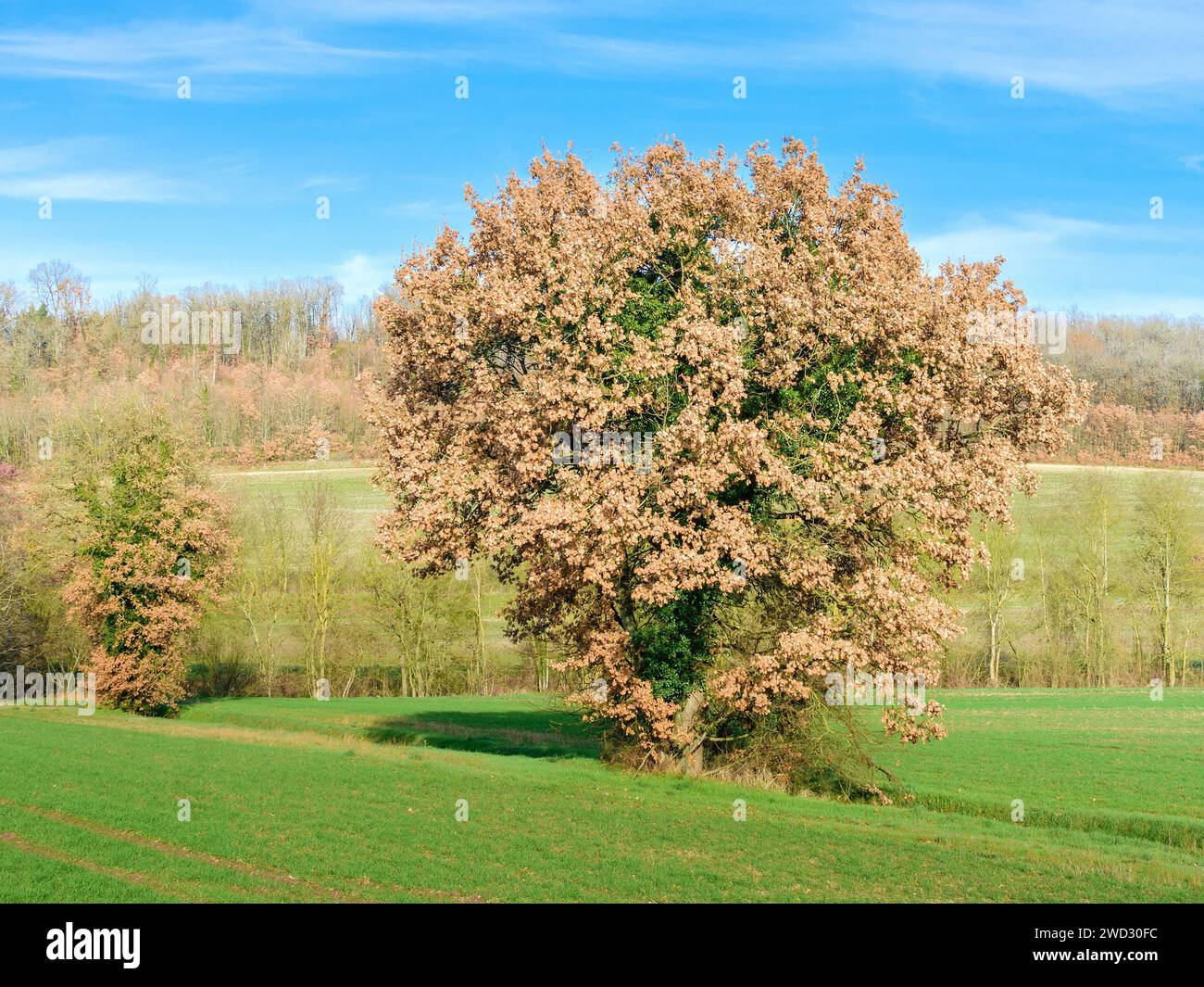 Quercia decidua (Quercus) ancora in foglia in inverno - Francia centrale. Foto Stock