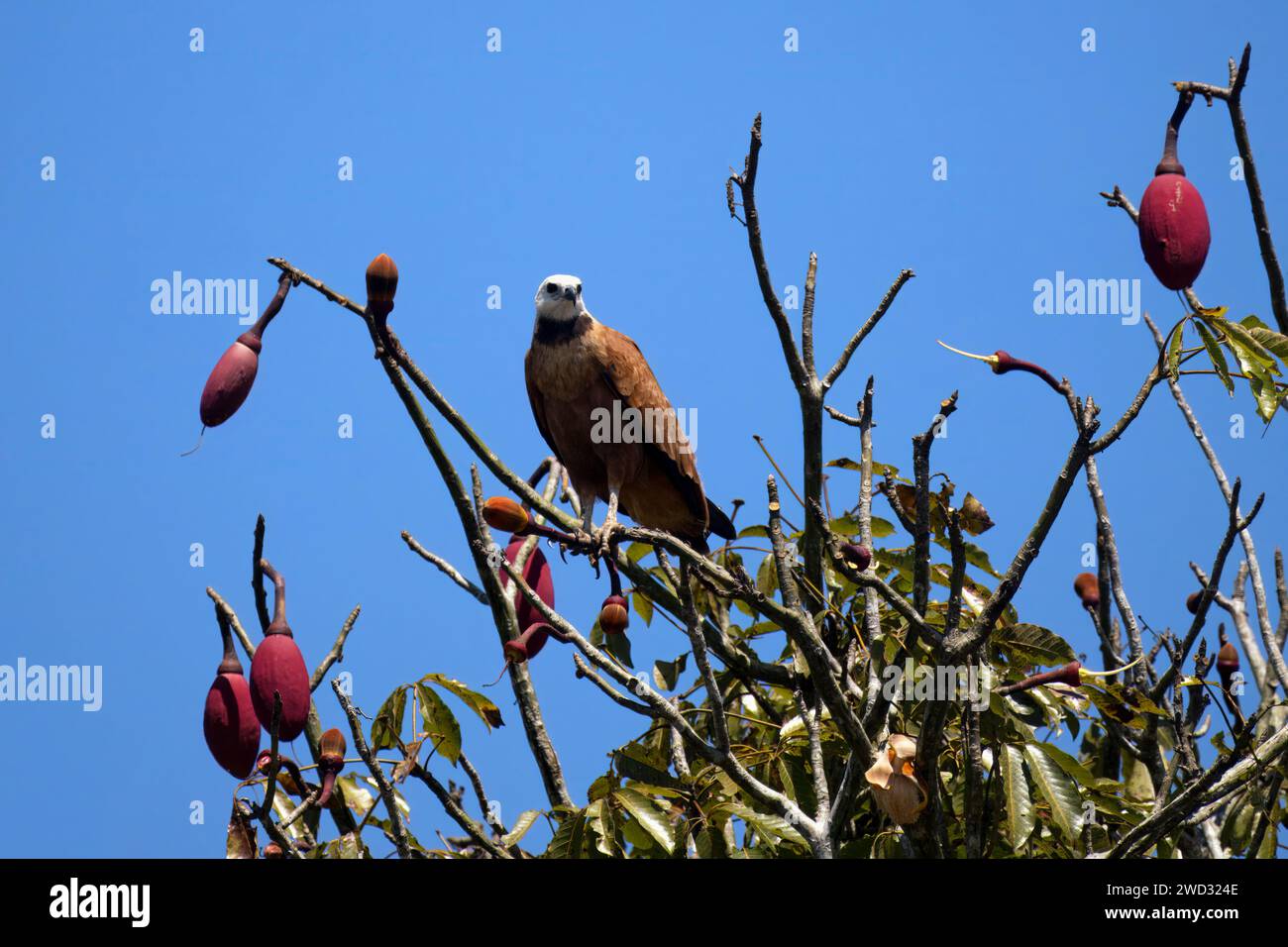 Falco con colletto nero, Busarellus nigricollis, in un albero kapok, Chorisia speciosa, bacino amazzonico, Brasile Foto Stock