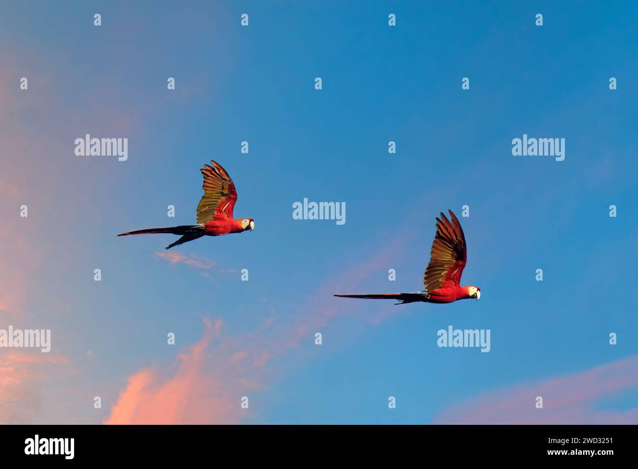 Due pappagalli volanti, Ara macao, bacino amazzonico, Brasile Foto Stock