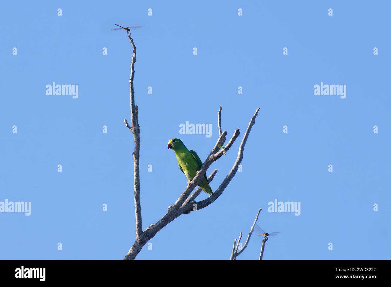 TUI Parakeet, Brotogeris sanctithomae, bacino amazzonico, Brasile Foto Stock